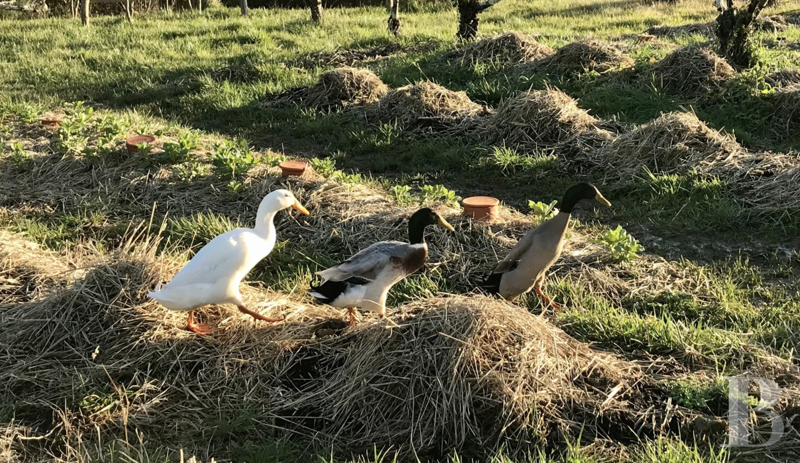 An 18th-century farmhouse converted into a place to stay and holiday north-west of Agen, in the Lot-et-Garonne department - photo  n°35
